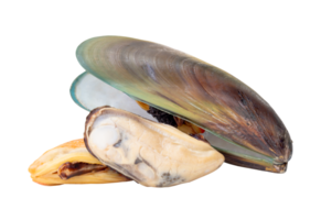 A small heap of three cooked or steamed green mussels with green mussels meat isolated with clipping path in file format png