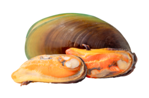 Three cooked green mussels in meat and shell in pile isolated with clipping path in file format png