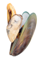 Three cooked or steamed green mussels with green mussels meat isolated with clipping path in file format png