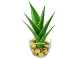 Fresh aloe vera leaf cut open with visible gel texture in pot filled with golden coins isolated on transparent background -generated by ai png