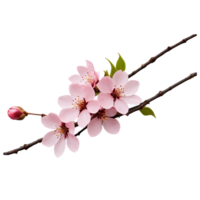 sakura flower isolated on transparent background- generated by ai png
