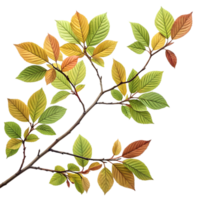 Realistic Decorative Leaf Branch for Home Decor and Nature-Inspired Aesthetics. Perfect for Seasonal Arrangements, Floral Displays, and Indoor Gardens. Ideal for Adding Vibrant Color to Your Space png