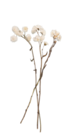 Delicate white dried flowers herbarium resting cut out on transparent background surface, lending rustic vintage charm to minimalist graphic vintage compositions png