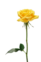yellow rose on neutral background png