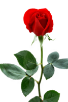 red rose close up on neutral background png