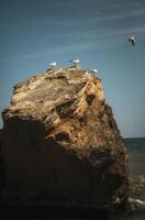 flock of seagulls sitting on a rock. vertical shot of a flock of seagulls sitting on a large, dark yellow rock, against a rich blue sky with light white clouds. high quality photo