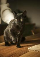 A graceful black cat sits on a wooden table in the house. In the background is a hand in a sweater. A cat sitting on a table. High quality photo
