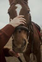 A close-up of a brown horse's head, capturing the detailed texture of the coat and eyes. Hippotherapy, a man's hand petting a horse and forming a bond with the animal, selective focus. High quality photo