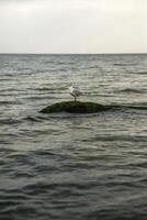 A lonely seagull sits on a rock in the middle of a calm sea surface. Space for text. Small waves of a cool shade of blue. The concept of loneliness and unity with nature. photo