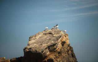 flock of seagulls sitting on a rock. Horizontal shot of a flock of seagulls sitting on a large, dark yellow rock, against a rich blue sky with light white clouds. High quality photo