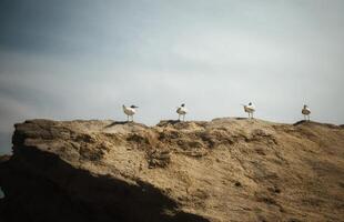 a flock of four seagulls sitting on a rock. A horizontal shot of a flock of seagulls sitting on a large, dark yellow rock, against the sky. seagulls sitting in a row. High quality photo