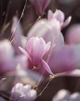 Pink magnolia blossom. Closeup of pink magnolia flowers outdoors in spring time. multiple exposure effect, rich pink tones. High quality photo. photo