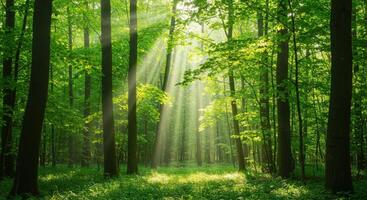Sunbeams shining through the trees in a green forest photo