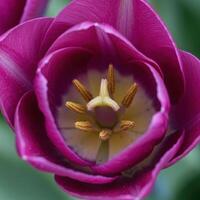 A close up of a purple tulip with a yellow center photo