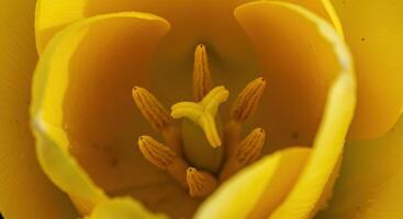 A close up of a yellow tulip photo