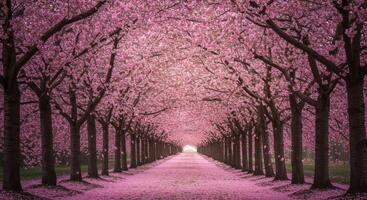 A path lined with pink trees in a forest photo