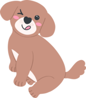 Shih Tzu sticking out his tongue Cartoon Set in Cute Flat Design with Different Pose and Expressions png