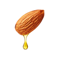 Oil drop fall from fresh almond nut on transparent background png