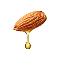 Oil drop fall from almond nut on transparent background png