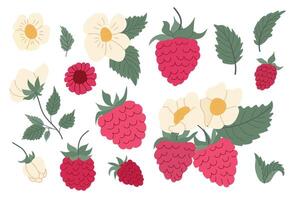 Colorful raspberry and wildflower illustrations featuring various stages of fruit and floral growth vector