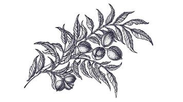 Pecan branch. Ink sketch of raw nuts. tree vector