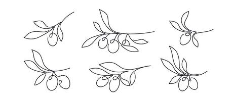Olive in continuous line. hand drawn branch vector