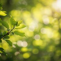Green leaves on a tree in the sunlight photo
