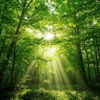 Sunlight shining through the trees in a green forest photo