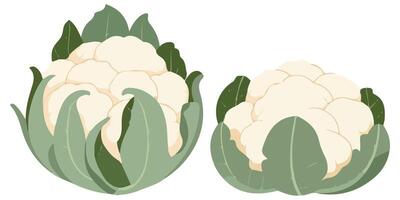 Cauliflower Icon Cartoon Illustration on White Background vector