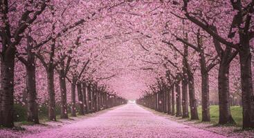 A path lined with pink trees in a park photo