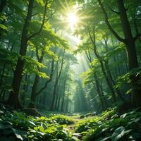 A forest with sun shining through the trees photo