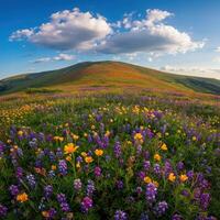 Wildflowers in the mountains photo