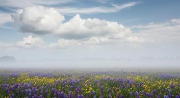 A field of wildflowers in the fog photo