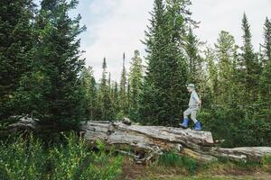 Small Boy Balancing on Enormous Tree in Dense Pine Woodland. Childhood Wonder. photo