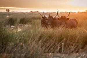 bulls in the Camargue area by sunrise photo