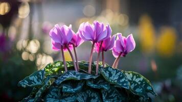Delicate pink cyclamen flowers glowing in warm golden light, creating a serene and beautiful scene with patterned foliage. Floral elegance concept photo