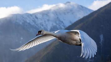Close-up of a majestic swan soaring through the air with stunning mountains in the background. Nature beauty concept photo