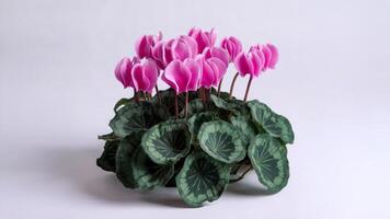 Minimalist composition of cyclamen flower isolated on clean white background, showcasing its elegant beauty. Floral design concept photo