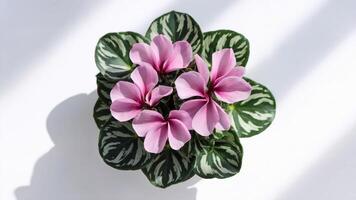 Top-down view of vibrant pink cyclamen blooms and lush green leaves arranged on a white background. Floral composition concept photo