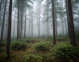 A forest with foggy trees and a path photo