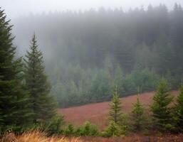 A forest with trees and a field of grass photo