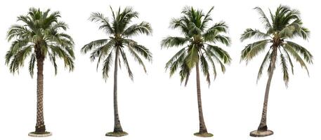 A set of palm trees on an isolated white background. photo