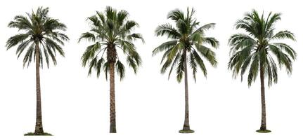 A set of palm trees on an isolated white background photo