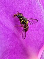 yellow bee on pink flower photo