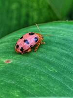 A ladybug on a leaf photo