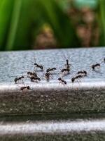 black ant colony photo
