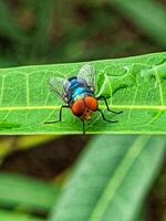 A fly with red eyes sitting on a leaf photo