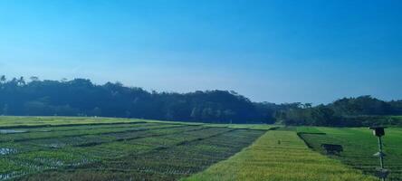 field view with green beautiful photo