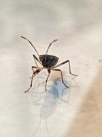 A bug on a white surface photo