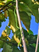 A green snake is on a tree branch photo